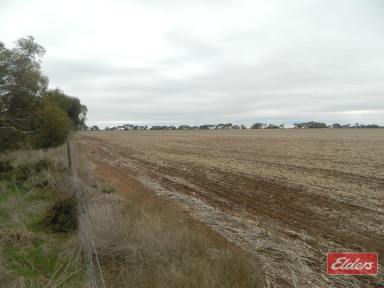 Farm For Sale - SA - Lower Light - 5501 - 84 ACRES - LAND OPPORTUNITY  (Image 2)