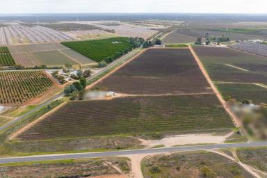 Farm For Sale - SA - Renmark - 5341 - It Would be Cool to have your own Home with a Vineyard.  (Image 2)