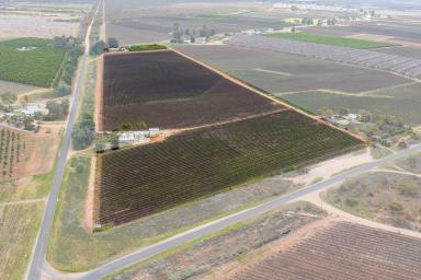 Farm For Sale - SA - Renmark - 5341 - It Would be Cool to have your own Home with a Vineyard.  (Image 2)