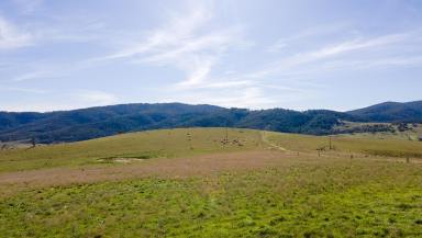 Farm For Sale - NSW - Tarana - 2787 - “Whispering Meadows” - Central Tablelands Grazing  (Image 2)