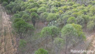 Farm For Sale - WA - Boyup Brook - 6244 - Rural Land with Income & Opportunity  (Image 2)