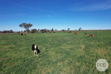 Farm For Sale - NSW - Tamworth - 2340 - Buy it today and start making money tomorrow!  (Image 2)