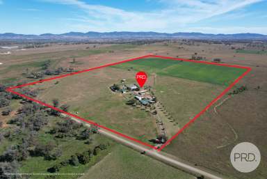 Farm For Sale - NSW - Tamworth - 2340 - Buy it today and start making money tomorrow!  (Image 2)