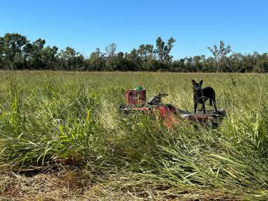 Farm For Sale - QLD - Marian - 4753 - Marian Cane Farms  (Image 2)