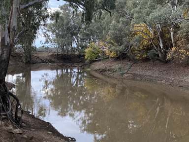 Farm For Sale - NSW - Forbes - 2871 - Incredibly Fertile River Flats with almost 5km River Frontage & Crops Included  (Image 2)