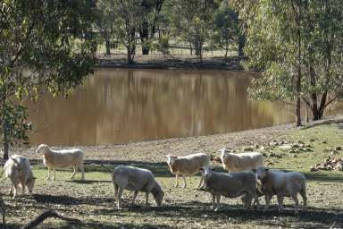 Farm For Sale - VIC - Earlston - 3669 - Rural Splendour on 12-Acres with Expansive Farming Facilities  (Image 2)