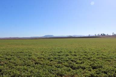 Farm For Sale - QLD - Wiyarra - 4370 - ON THE BANK ON FARM CREEK  (Image 2)