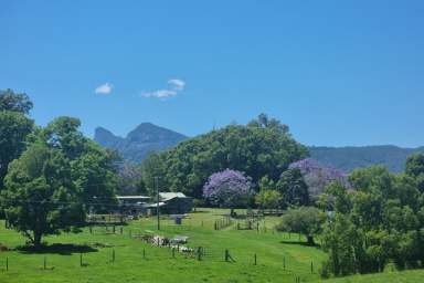 Farm For Sale - NSW - Tyalgum - 2484 - An Equestrians Dream in scenic Tyalgum Valley...  (Image 2)