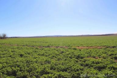 Farm For Sale - QLD - Tannymorel - 4372 - PRIME FARMING COUNTRY IN A SOUGHT-AFTER REGION!  (Image 2)