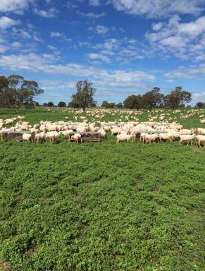 Farm For Sale - NSW - Trundle - 2875 - Jewel in the Crown - Air Conditioned new Woolshed + exceptional Country  (Image 2)