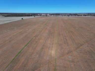 Farm For Sale - NSW - West Wyalong - 2671 - A Perfect Mixed Farm In A Private Setting  (Image 2)