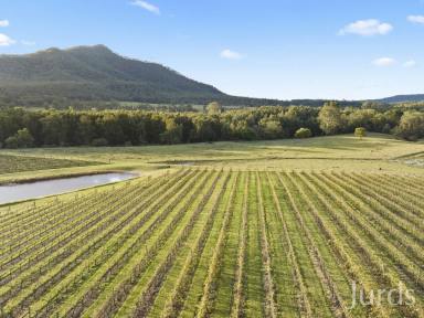 Farm For Sale - NSW - Broke - 2330 - Stoney Broke Vineyard – Hunter Valley Wine Country  (Image 2)