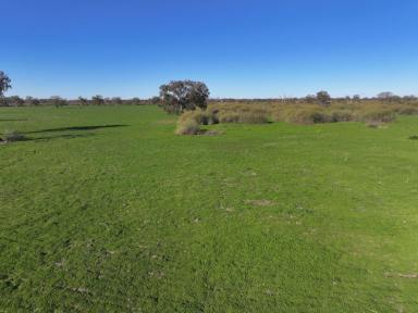 Farm For Sale - NSW - Forbes - 2871 - Unique Property With Plenty Of Feed  (Image 2)