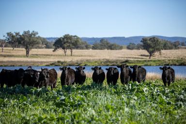 3243-3351 Trevallyn Road, Upper Horton NSW 23477