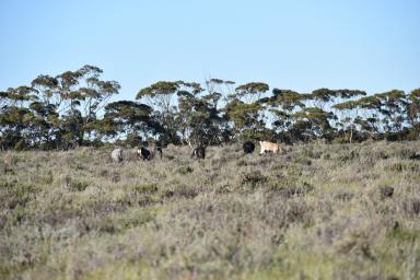 Farm For Sale - SA - Sedan - 5353 - ATTRACTIVE BUSH BLOCKS  (Image 2)