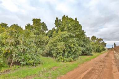 Farm For Sale - VIC - Red Cliffs - 3496 - 5 & 1/2 ACRE HOBBY FARM WITH INCOME  (Image 2)