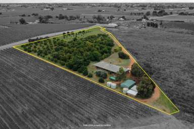 Farm For Sale - VIC - Red Cliffs - 3496 - 5 & 1/2 ACRE HOBBY FARM WITH INCOME  (Image 2)