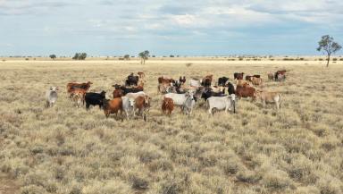 Farm Auction - QLD - Longreach - 4730 - High Calibre Western Qld Grazing Country - 75km from Longreach  (Image 2)