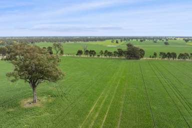 Farm For Sale - VIC - Caniambo - 3630 - Quality Cropping/Grazing Opportunity in Caniambo Region  (Image 2)