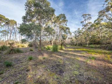 Farm For Sale - TAS - South Bruny - 7150 - Private and Secluded in Perennial Nature.  (Image 2)