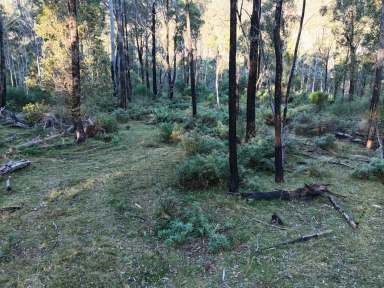 Farm For Sale - NSW - Bemboka - 2550 - VACANT LAND - PRIVATE BUSH SETTING  (Image 2)