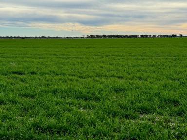Farm For Sale - NSW - Moree - 2400 - Dryland Cropping  (Image 2)
