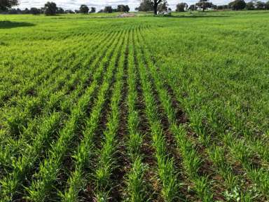 Farm For Sale - NSW - Trundle - 2875 - Crops Included until 4/9/24  + Bore & Exceptional Kurrajong Country  (Image 2)