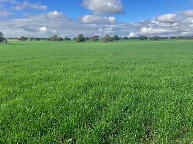 Farm For Sale - NSW - Trundle - 2875 - Crops Included until 4/9/24  + Bore & Exceptional Kurrajong Country  (Image 2)