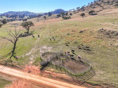 Farm For Sale - NSW - Muttama - 2722 - Excellent Grazing and Rural Lifestyle Opportunity  (Image 2)
