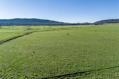 Farm Sold - TAS - Montana - 7304 - Highly Productive Parcel in Renowned Farming Region  (Image 2)