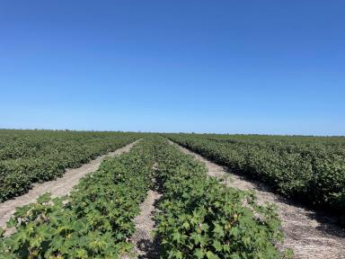 Farm For Sale - NSW - North Star - 2408 - AN UNPARALLELED INSTITUTIONAL CROPPING OPPORTUNITY  (Image 2)