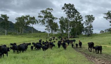 Farm For Sale - QLD - Yalboroo - 4741 - “MONTCLARE” – 1515 ACRES COASTAL GRAZING  (Image 2)