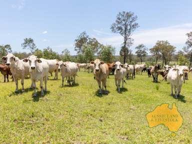 Farm For Sale - QLD - Mount Perry - 4671 - Ideal Grazing Block  (Image 2)