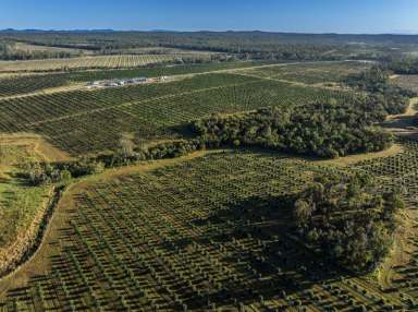 Farm For Sale - NSW - Lawrence - 2460 - Boombera Park Macadamias  (Image 2)