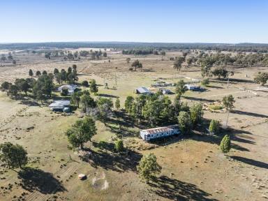 Farm For Sale - QLD - Rocky Creek - 4357 - Take 'Pine Park' to the Next Level  (Image 2)