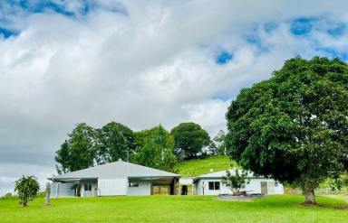 Farm For Sale - QLD - Julatten - 4074 - Tropical Lifestyle Acreage and income  (Image 2)