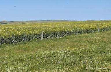 Farm For Sale - WA - Hill River - 6521 - "Some of WA's most premium Farmland"  (Image 2)