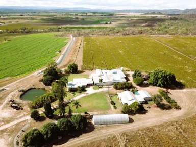 Farm For Sale - QLD - Dimbulah - 4872 - LIFESTYLE and RURAL PRODUCTIVITY ALL IN ONE  (Image 2)