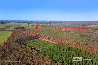 Farm For Sale - WA - Catterick - 6255 - 'PRIME EUCALYPTUS, PINE AND HARDWOOD PLANTATION'
A RARE OPPORTUNITY JUST MINUTES FROM BRIDGETOWN!  (Image 2)