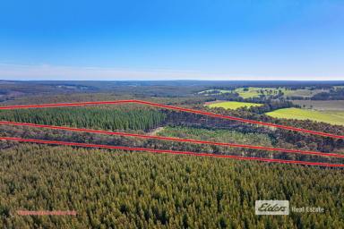 Farm For Sale - WA - Catterick - 6255 - 'PRIME EUCALYPTUS, PINE AND HARDWOOD PLANTATION'
A RARE OPPORTUNITY JUST MINUTES FROM BRIDGETOWN!  (Image 2)