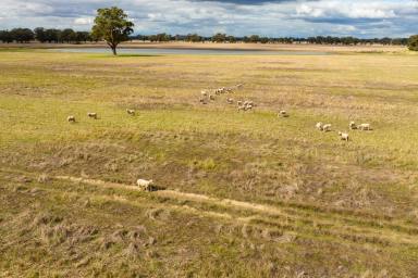 Farm For Sale - VIC - Rutherglen - 3685 - POLICE PADDOCKS RD RUTHERGLEN- 243 Acres*/98.21Ha*  (Image 2)