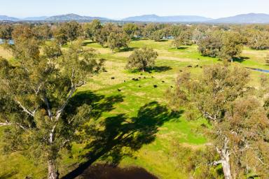 Farm For Sale - NSW - Albury - 2640 - OUTSTANDING MURRAY RIVER PROPERTY ON ALBURY'S DOORSTEP | 200.79 Acres/ 81.26 Ha WITH BUILDING ENTITLEMENT.  (Image 2)