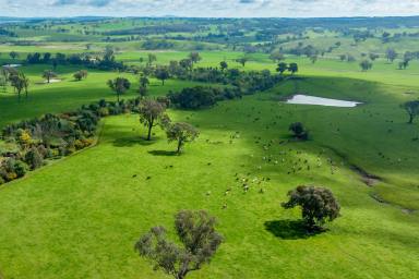 Farm For Sale - NSW - Holbrook - 2644 - HIGHLY IMPROVED HOLBROOK MIXED FARMING PROPERTY – 1603.6*acres- 649*Ha  (Image 2)
