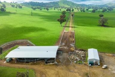 Farm For Sale - NSW - Holbrook - 2644 - HIGHLY IMPROVED HOLBROOK MIXED FARMING PROPERTY – 1603.6*acres- 649*Ha  (Image 2)