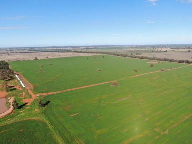 Farm For Sale - NSW - Tallimba - 2669 - Great Value Cropping Property  (Image 2)
