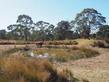 Farm For Sale - NSW - Stannum - 2371 - New England Grazing/Hobby Farm  (Image 2)