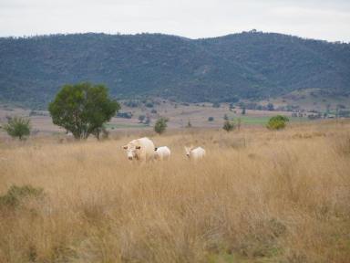 Farm For Sale - NSW - Bingara - 2404 - Cropping and Grazing Block  (Image 2)