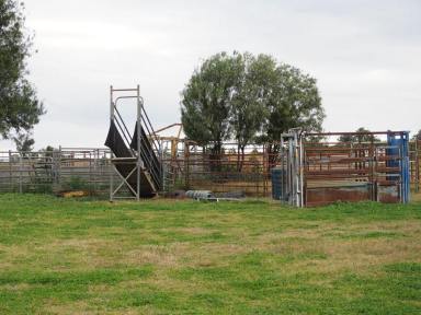 Farm For Sale - NSW - Bingara - 2404 - Cropping and Grazing Block  (Image 2)