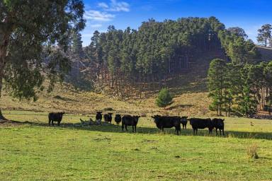 Farm For Sale - VIC - Bonnie Doon - 3720 - QUALITY HIGH COUNTRY CATTLE GRAZING & LIFESTLYE OPPORTUNITY  (Image 2)