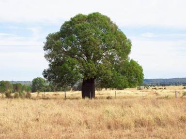 Farm Auction - QLD - Baralaba - 4702 - Freehold  (Image 2)